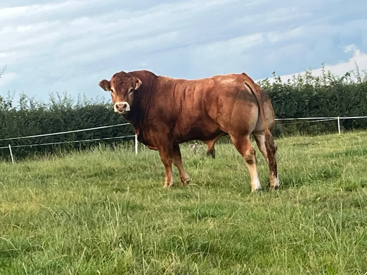 PB Limousine Bull - Image 2