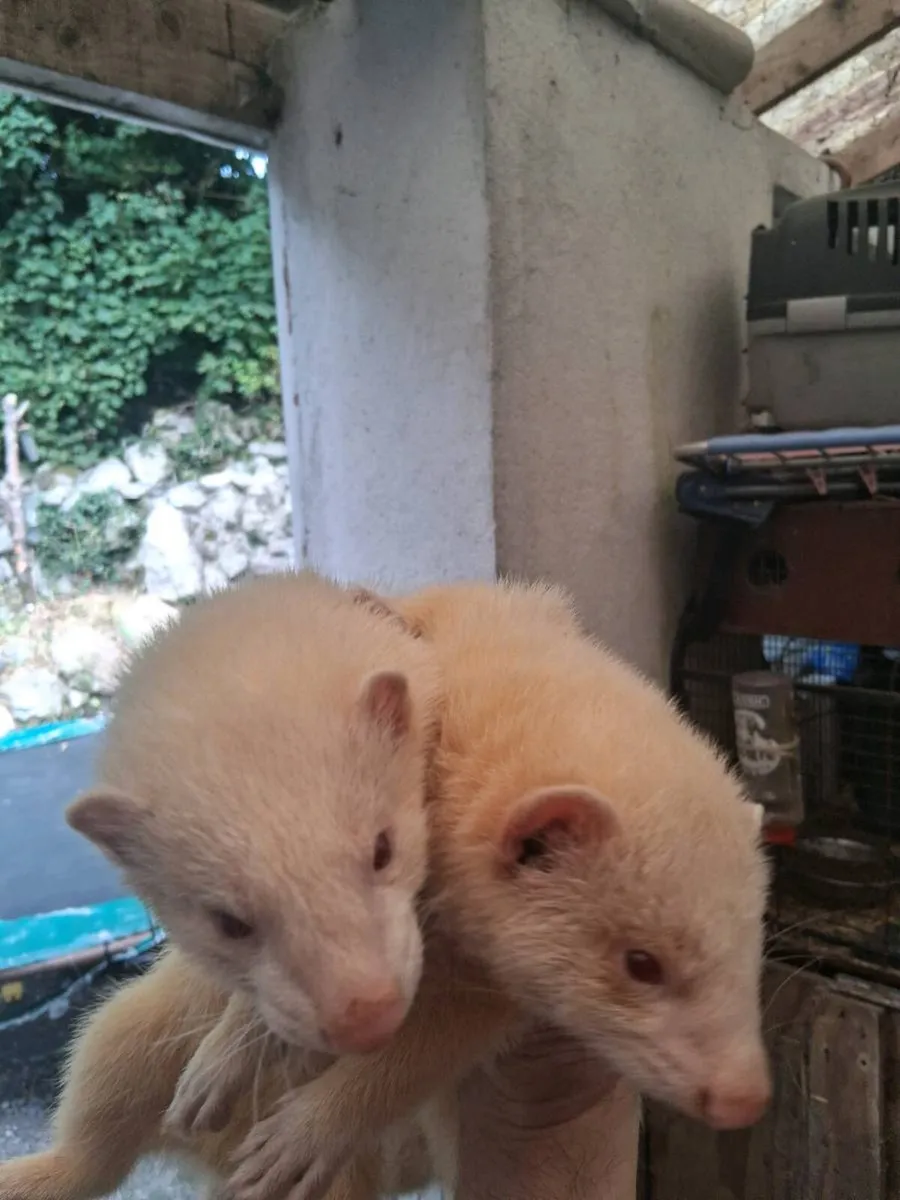 Ferrets - Image 1