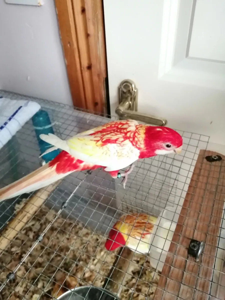 Hand-fed cockatiels and rosellas - Image 2