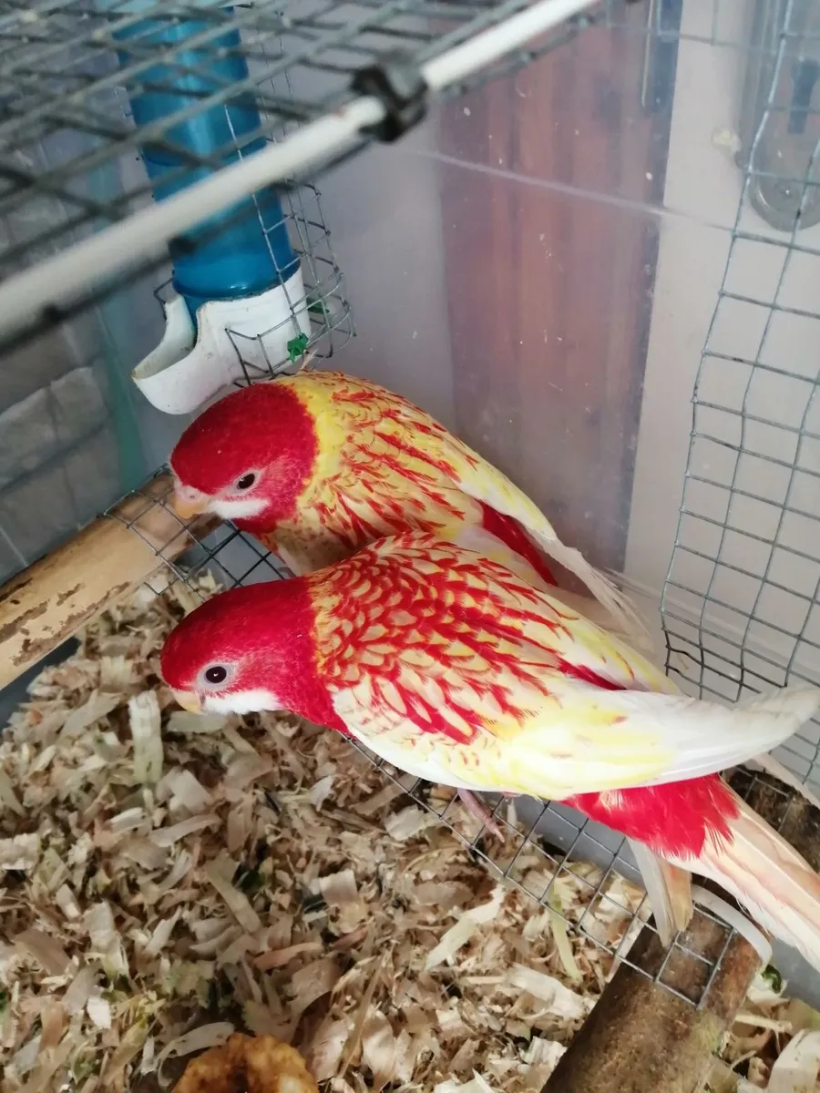 Hand-fed cockatiels and rosellas - Image 3