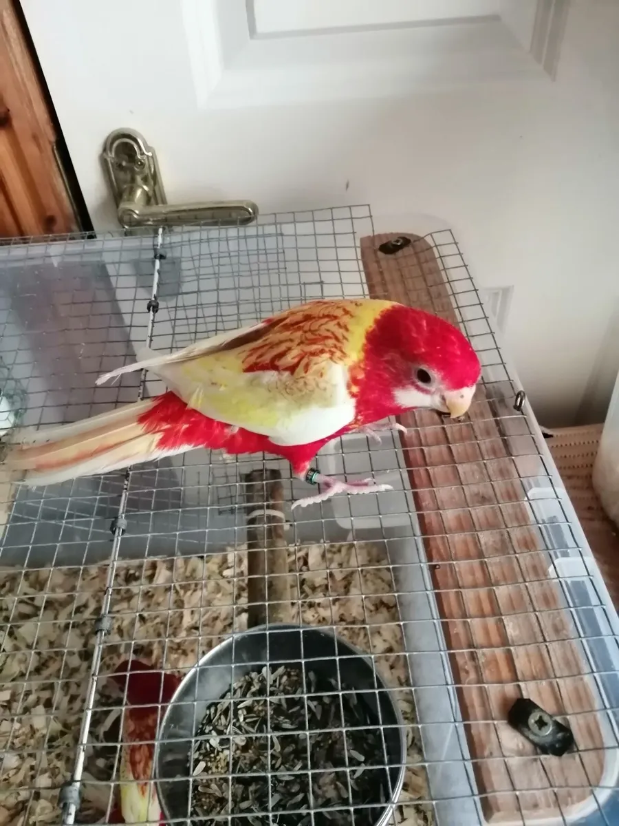 Hand-fed cockatiels and rosellas - Image 1
