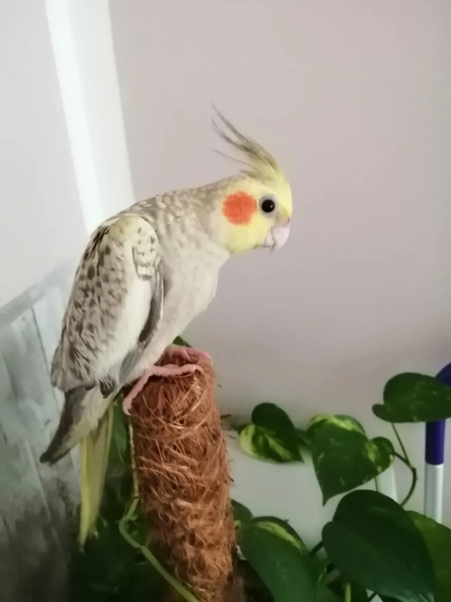 Hand-fed cockatiels and rosellas - Image 4