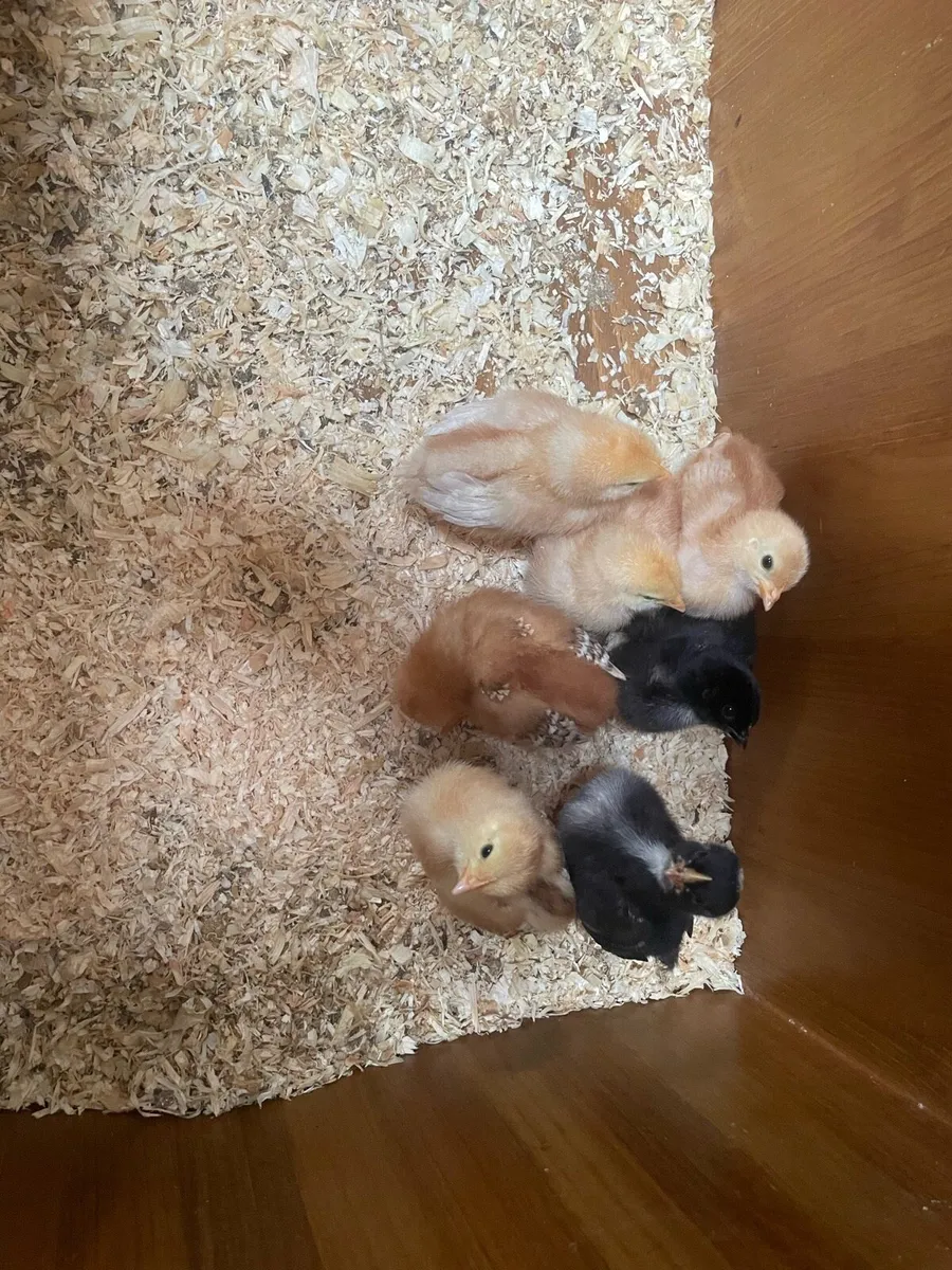 Chicks - Image 1
