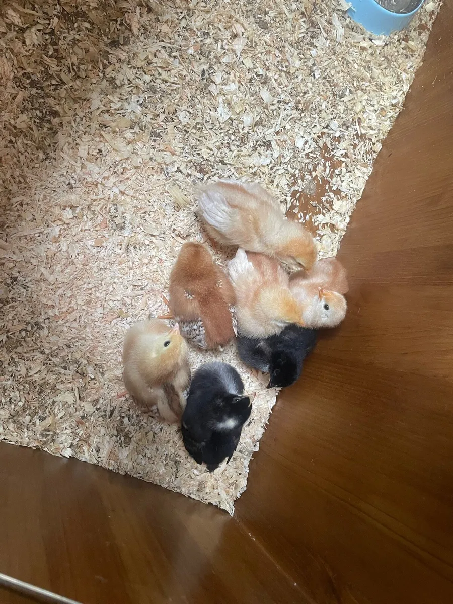 Chicks - Image 3