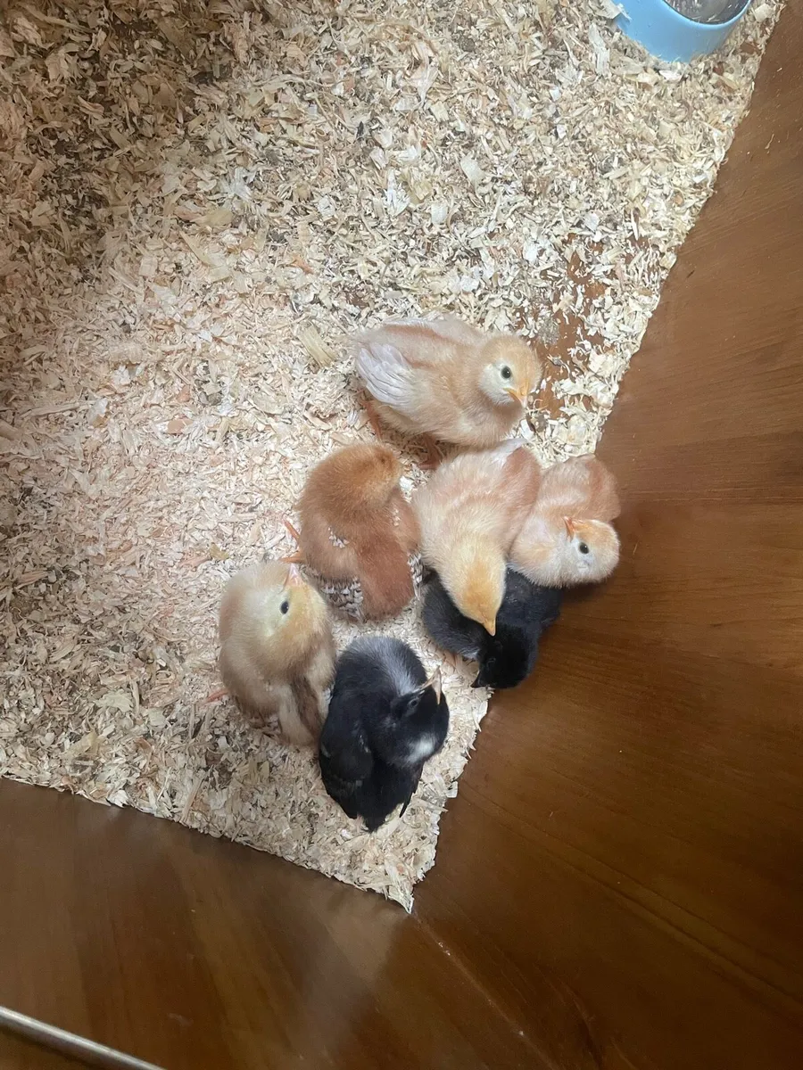 Chicks - Image 4