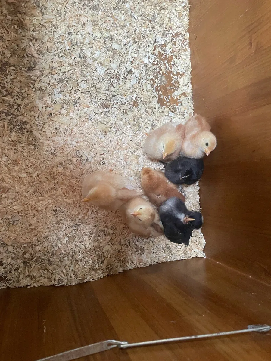 Chicks - Image 2