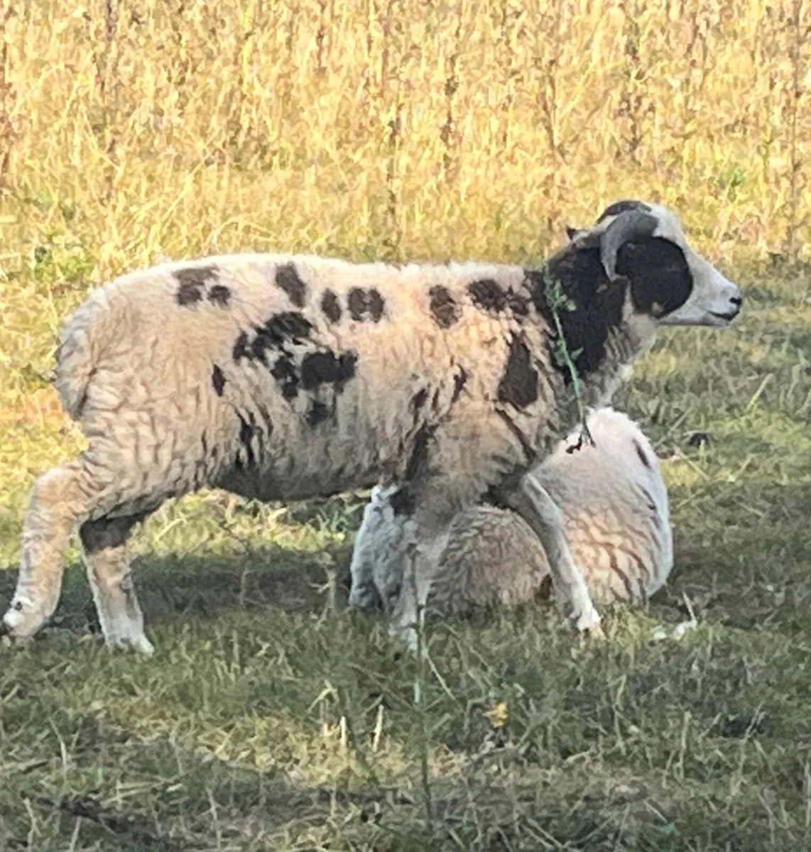 Jacob Lambs - Image 2