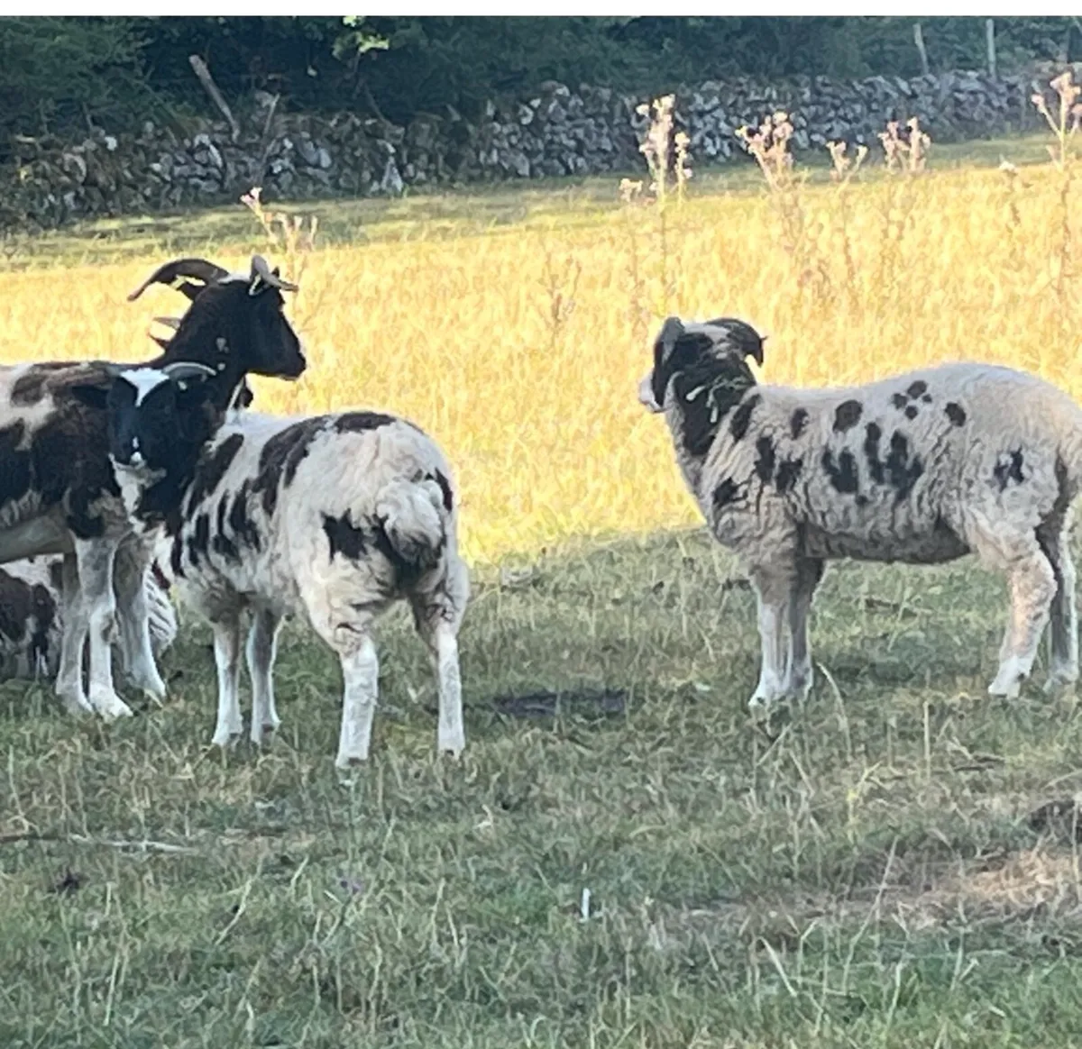 Jacob Lambs - Image 3