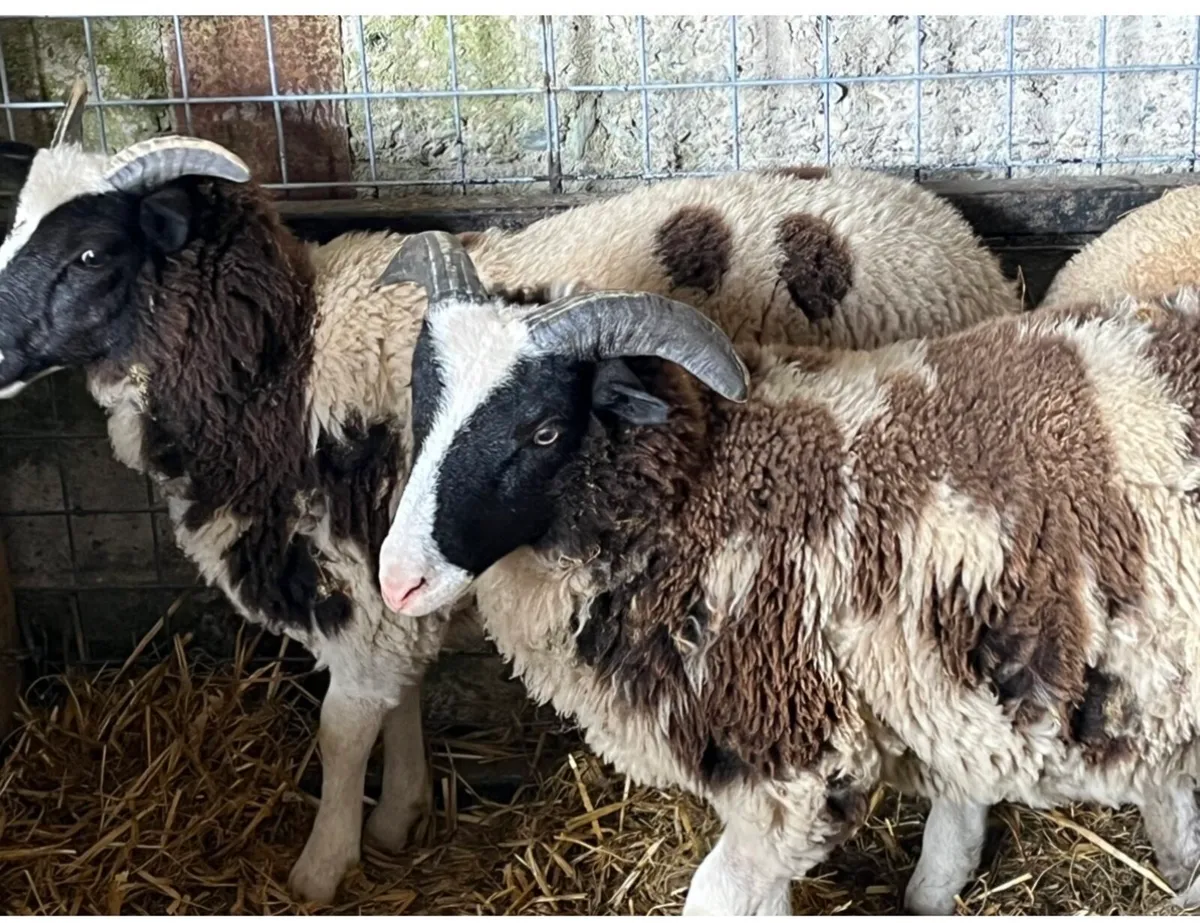 Jacob Lambs - Image 4