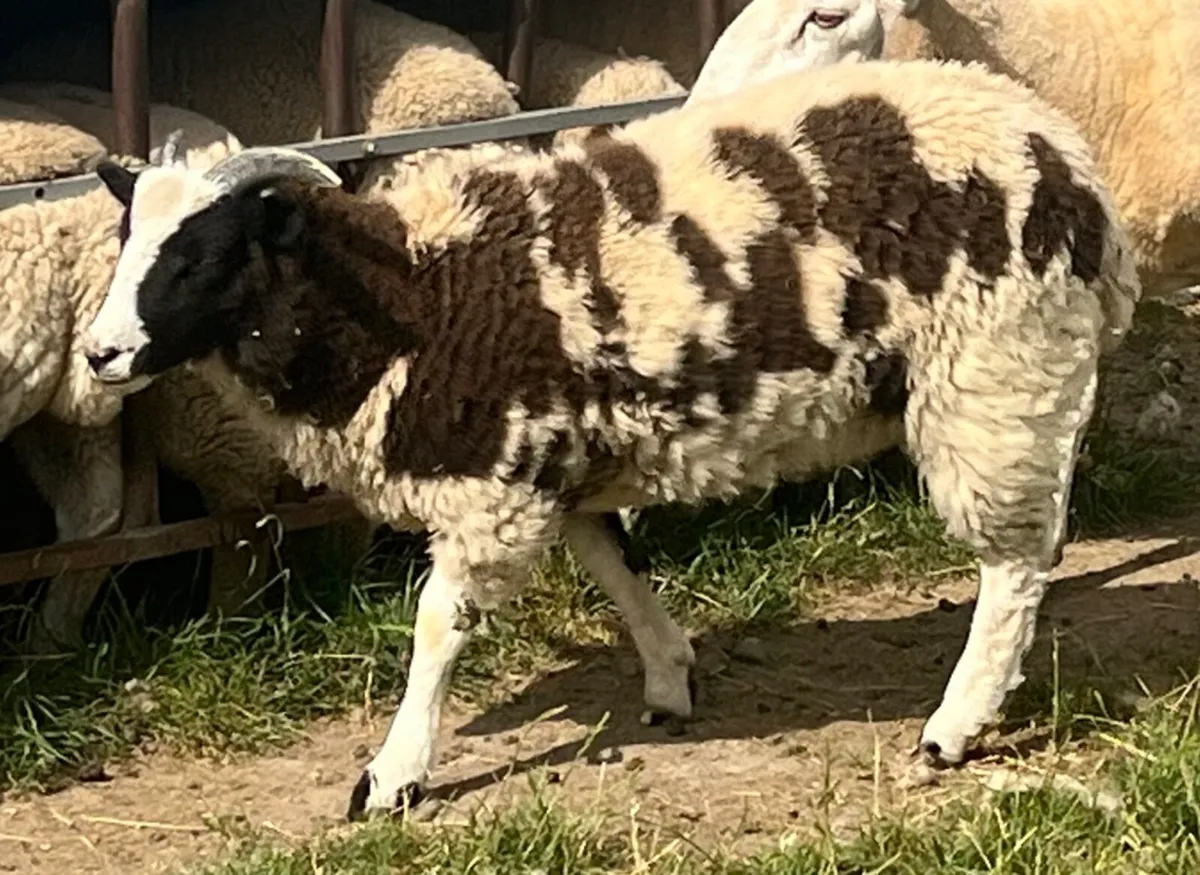 Jacob Lambs - Image 1