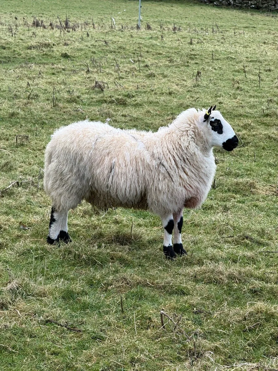 Purebred Reg kerryhill lambs - Image 2