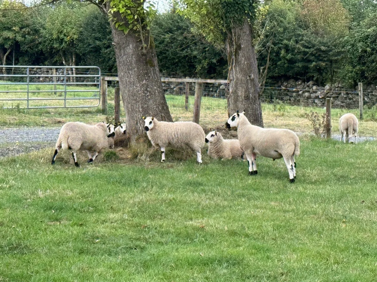 Purebred Reg kerryhill lambs - Image 3