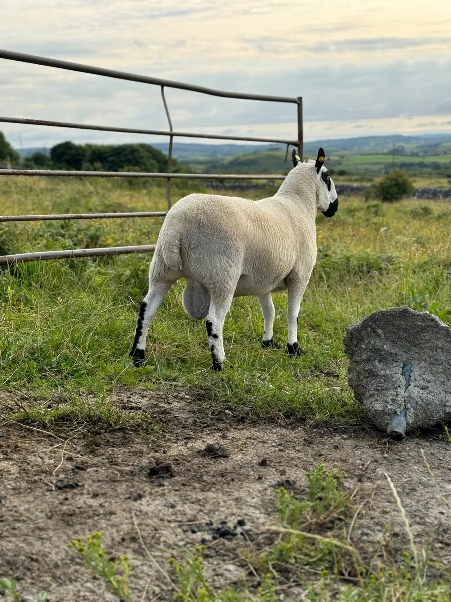 Purebred Reg kerryhill lambs - Image 4