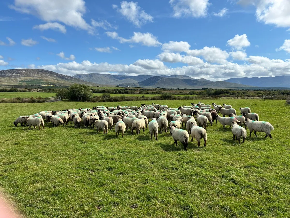 Store lambs - Image 1