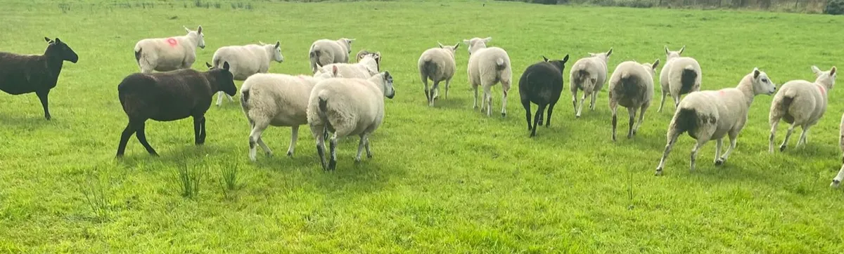 Texel Cross Hoggets - Image 2
