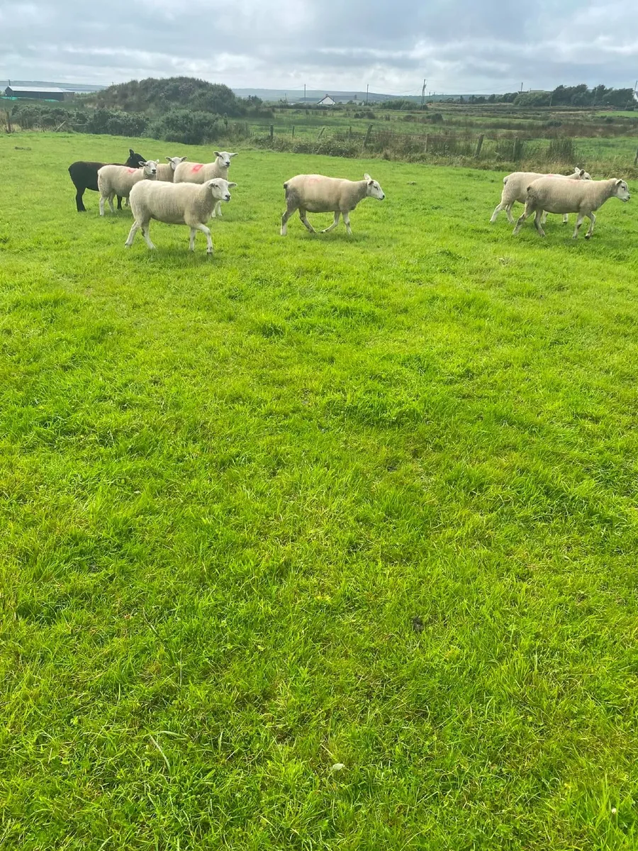 Texel Cross Hoggets - Image 4