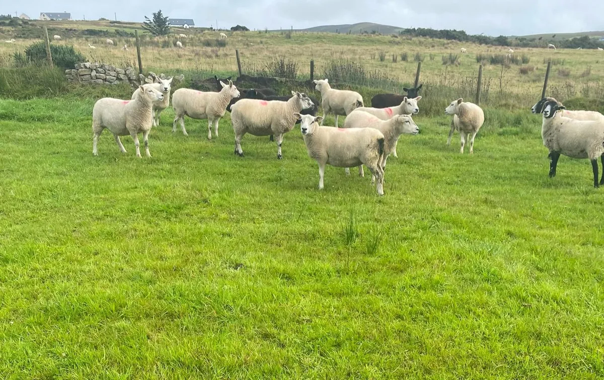 Texel Cross Hoggets - Image 1