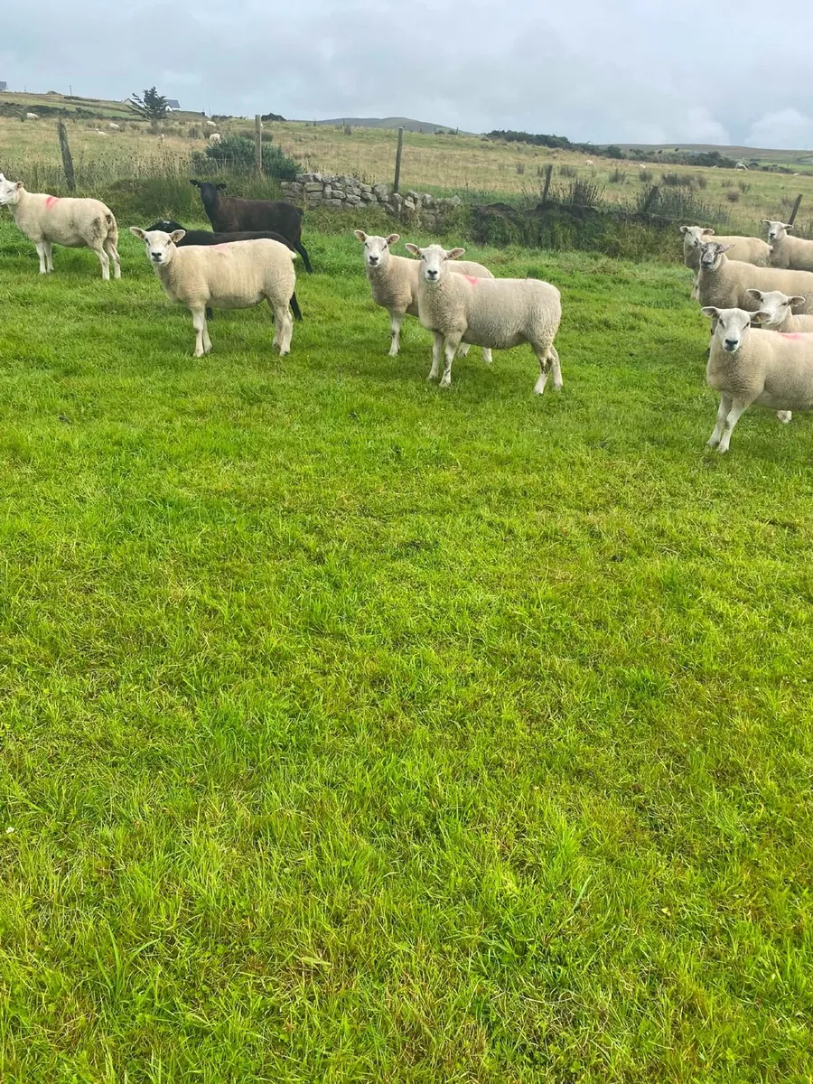 Texel Cross Hoggets - Image 3