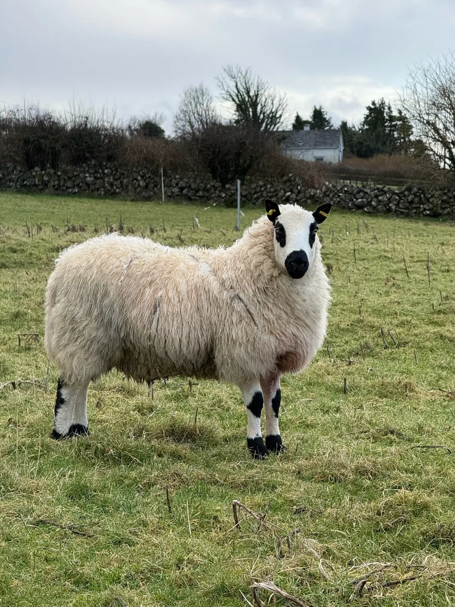 Purebred Reg kerryhill lambs - Image 1