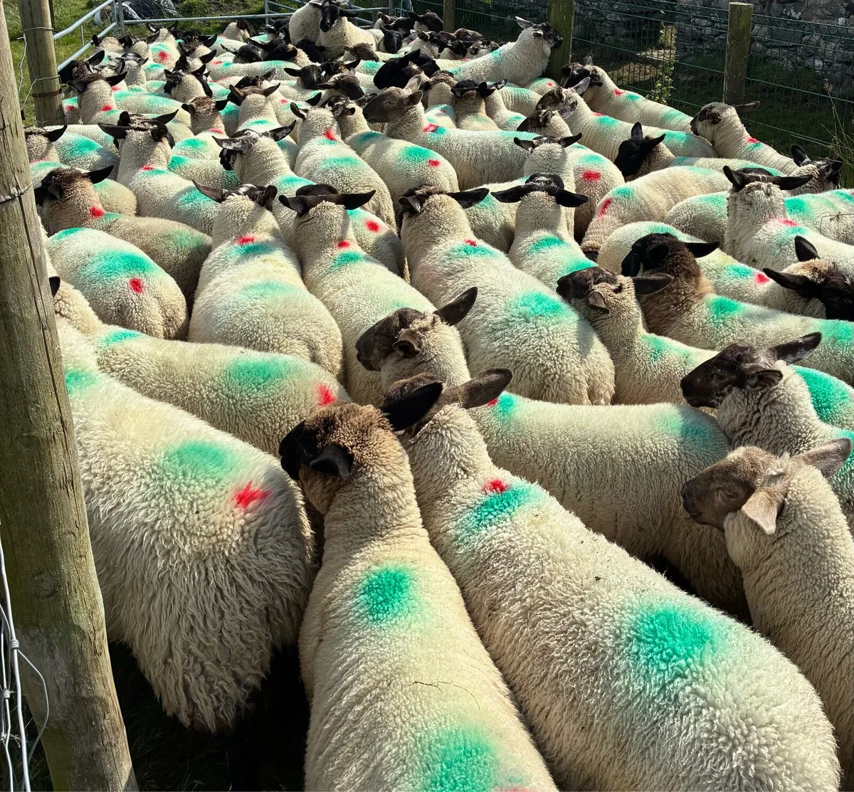 Store lambs - Image 2