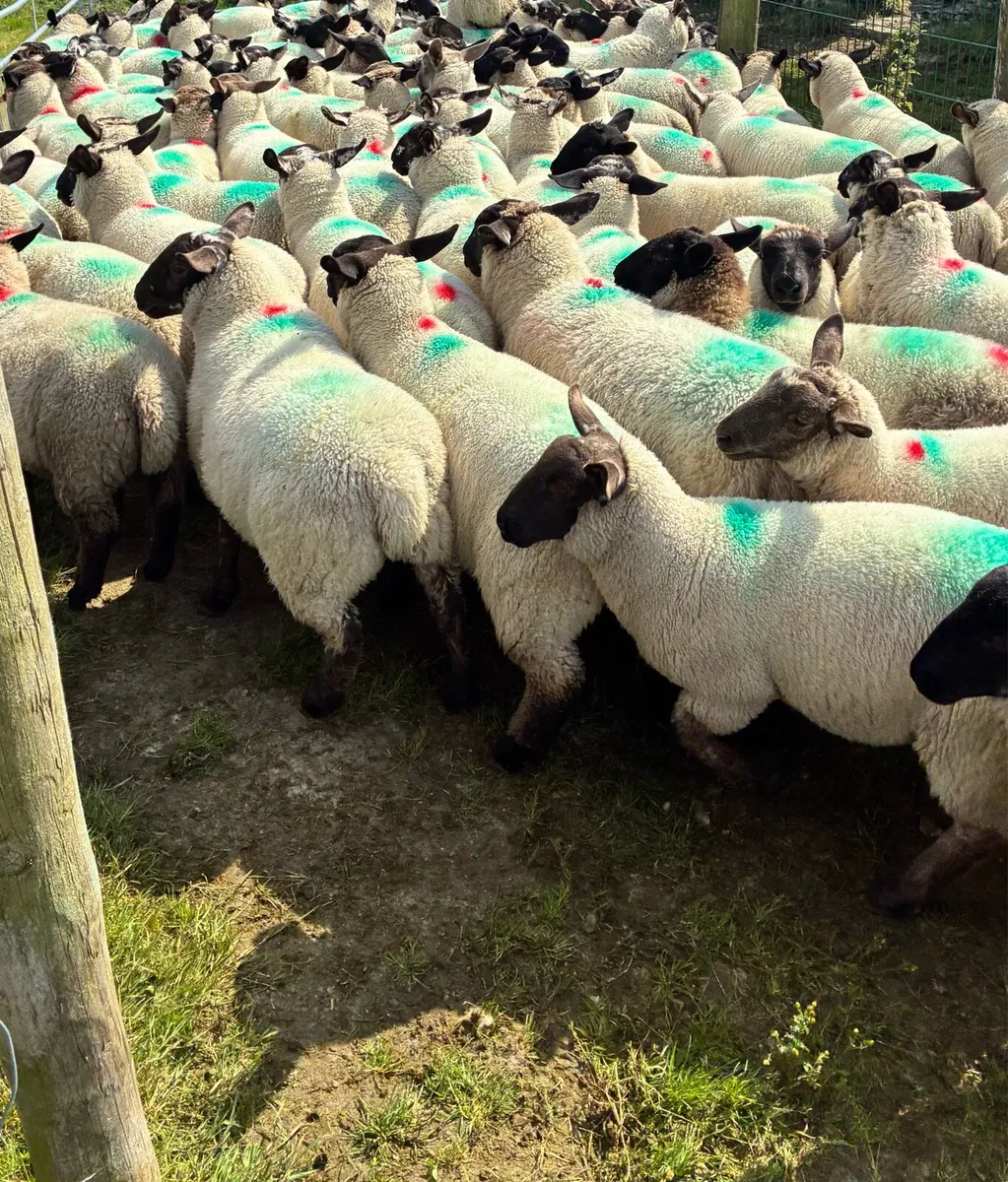 Store lambs - Image 3