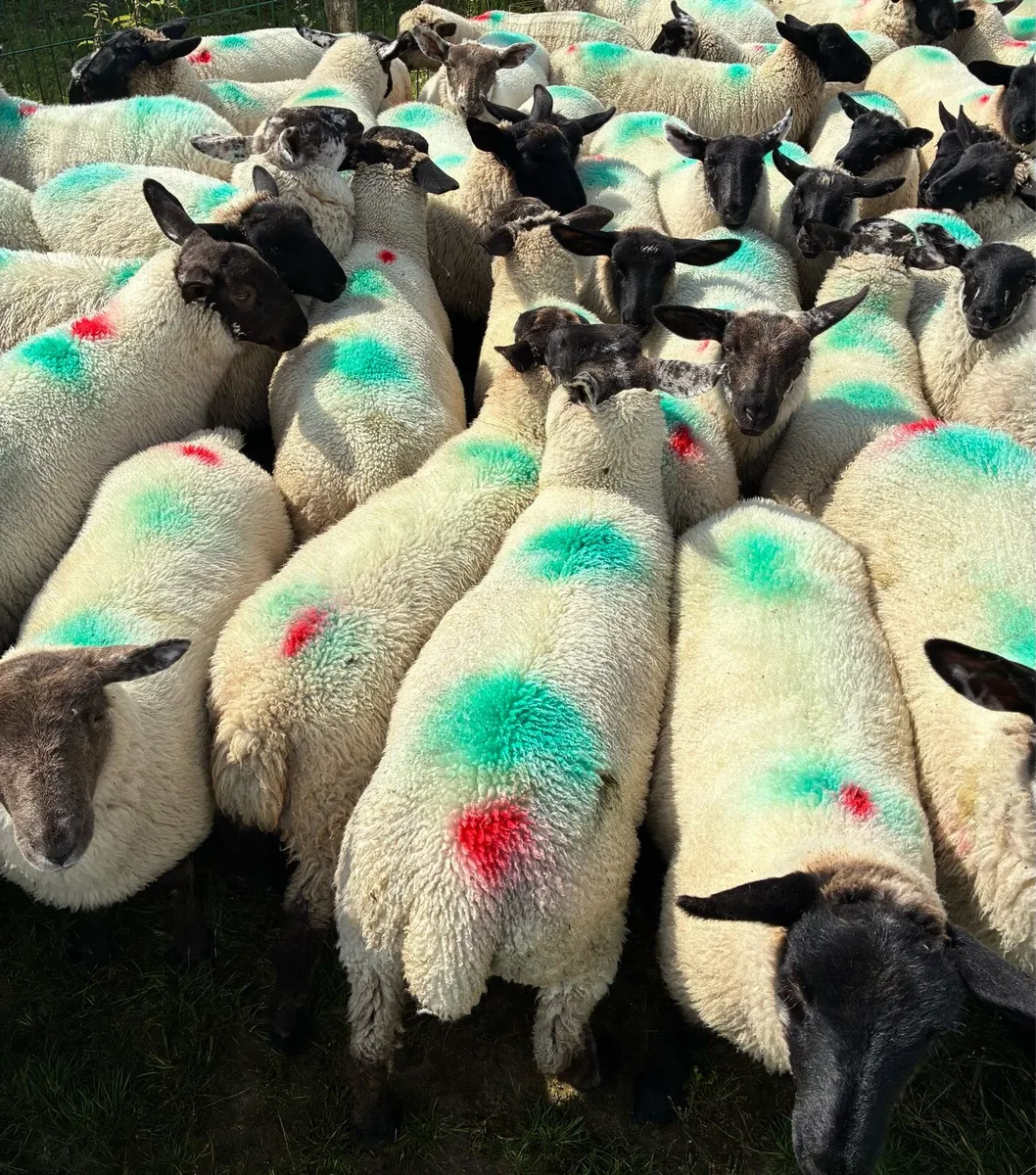 Store lambs - Image 4