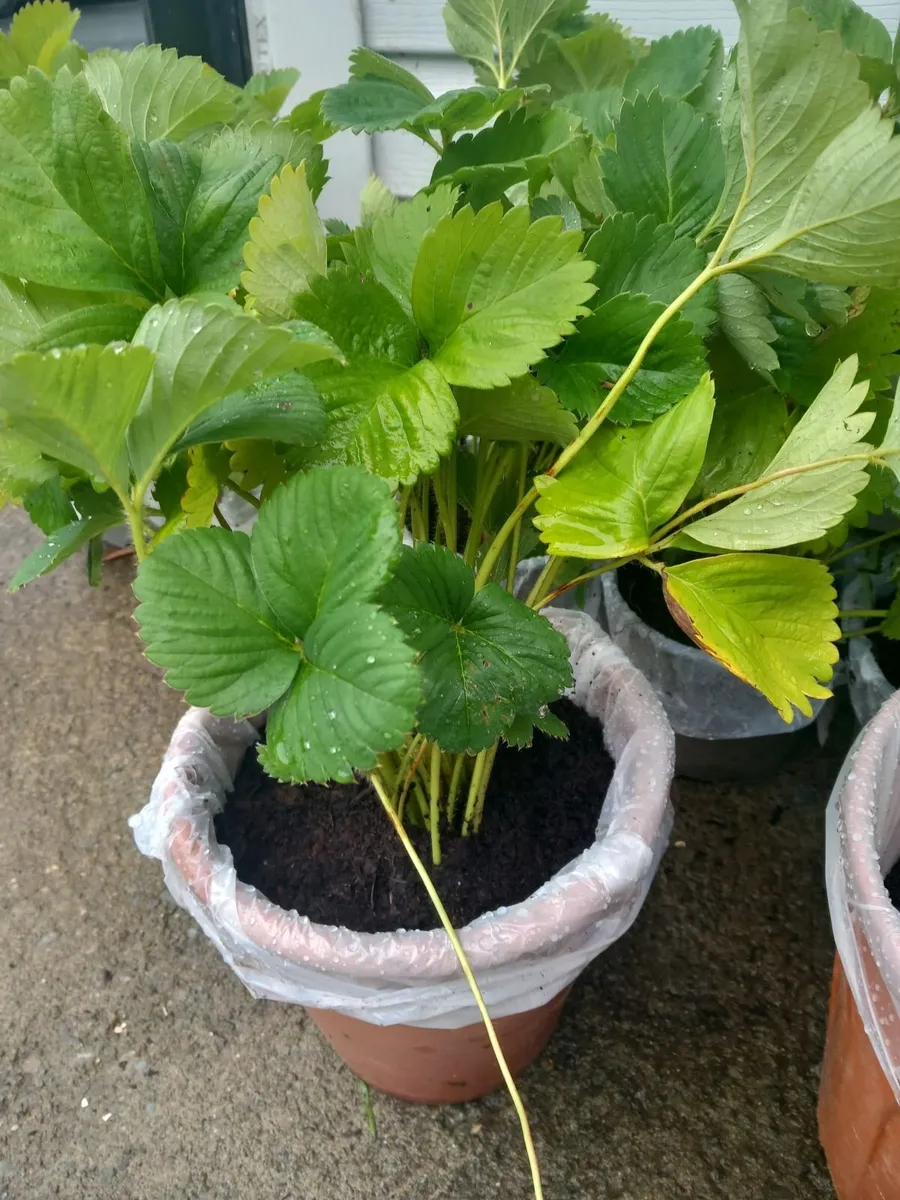 Strawberry plants - Image 1