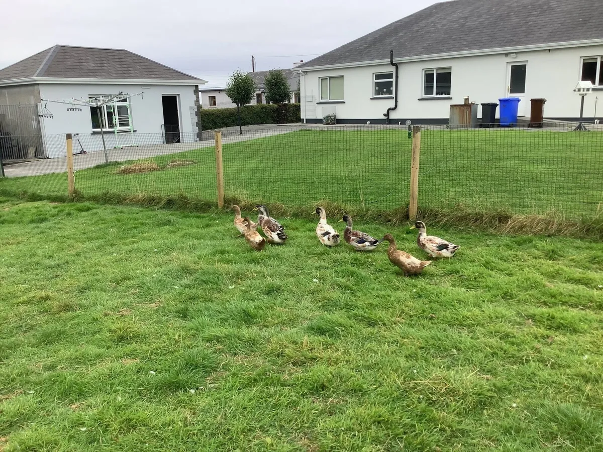 Ducks - Image 1