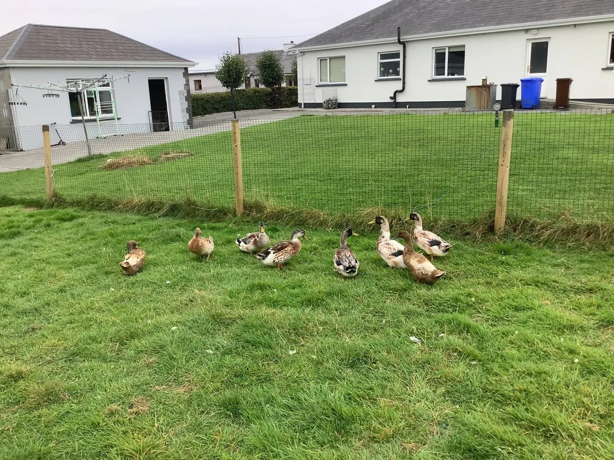 Ducks - Image 2