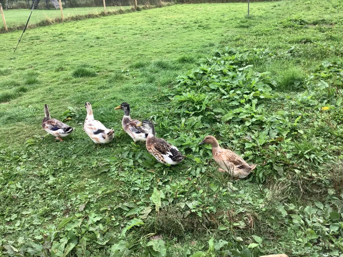Ducks - Image 3