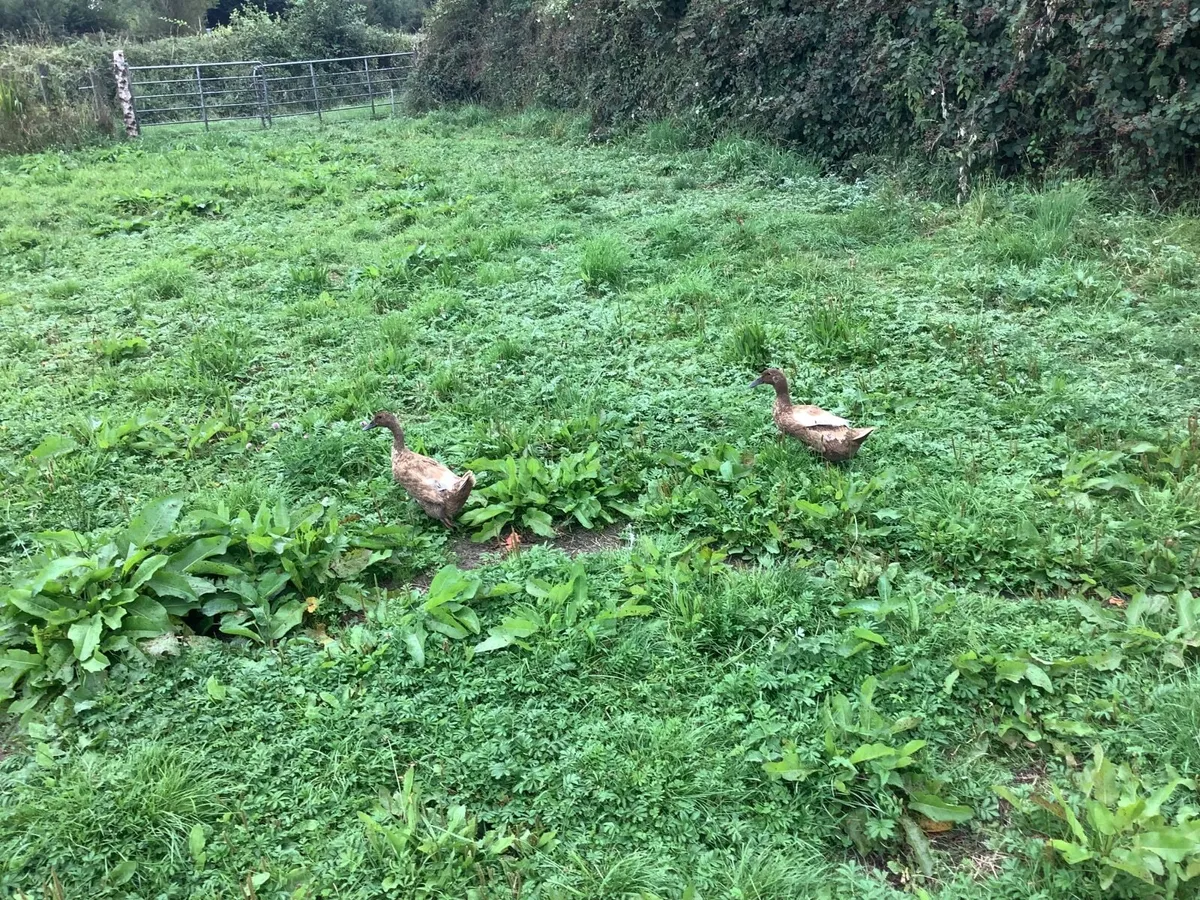 Ducks - Image 4