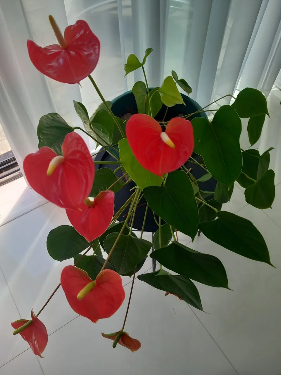 Indoor plants - Image 1