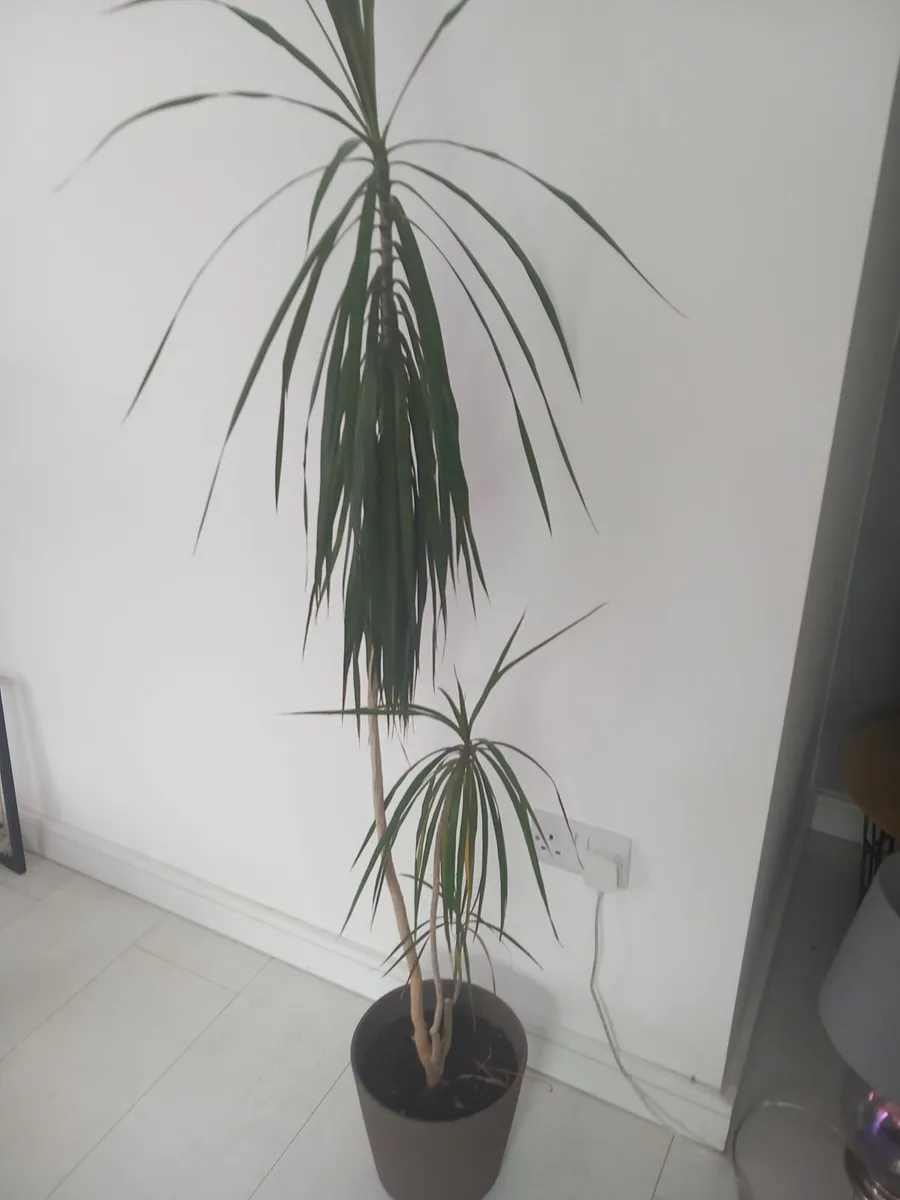Indoor plants - Image 3