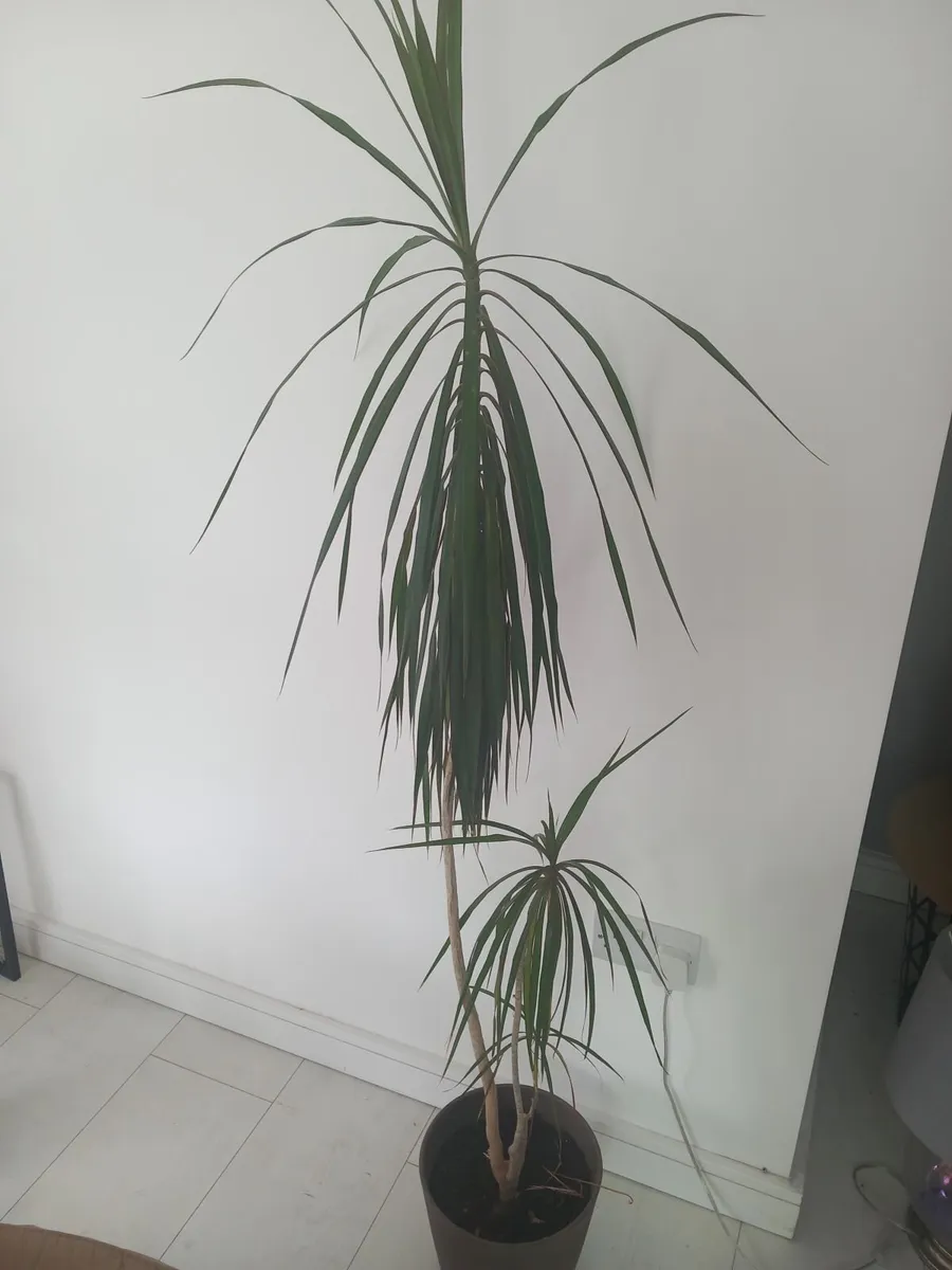 Indoor plants - Image 4