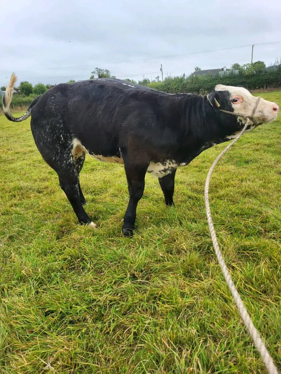 Super Belgian blue weanling - Image 1