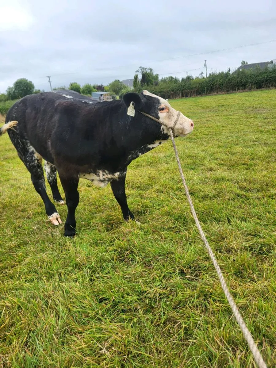 Super Belgian blue weanling - Image 2