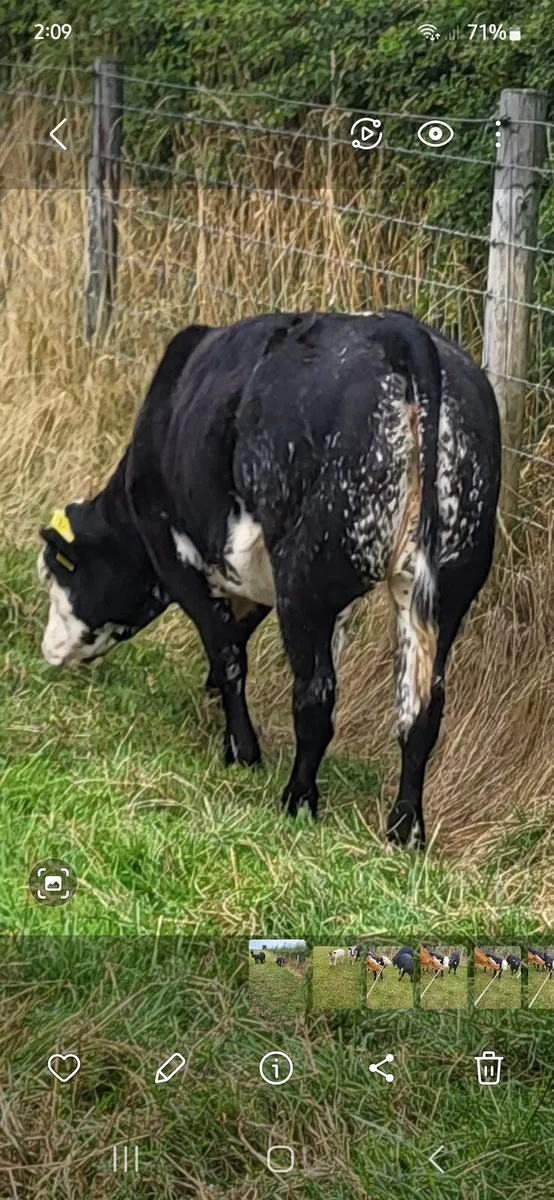 Super Belgian blue weanling - Image 3