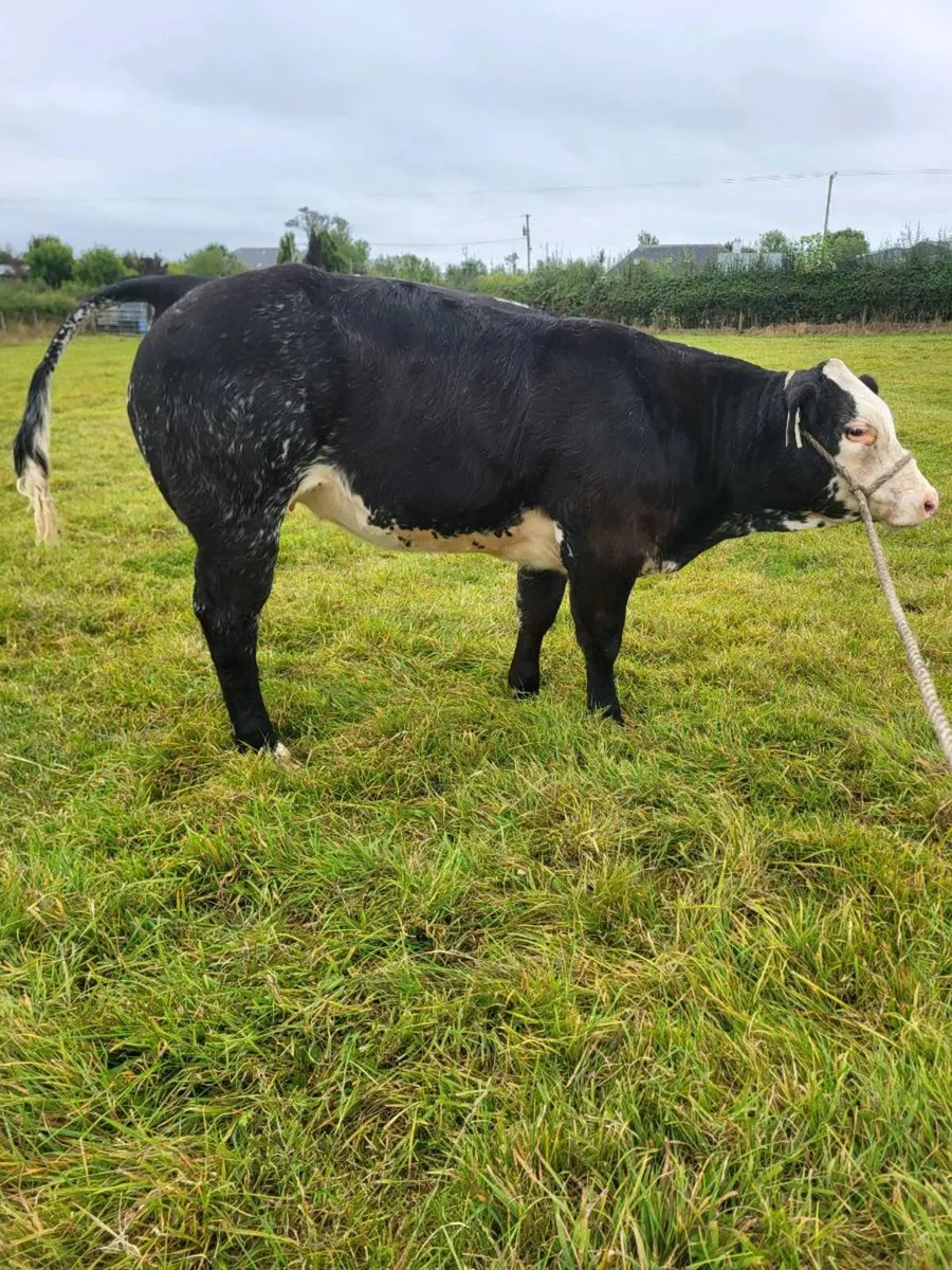 Super Belgian blue weanling - Image 4
