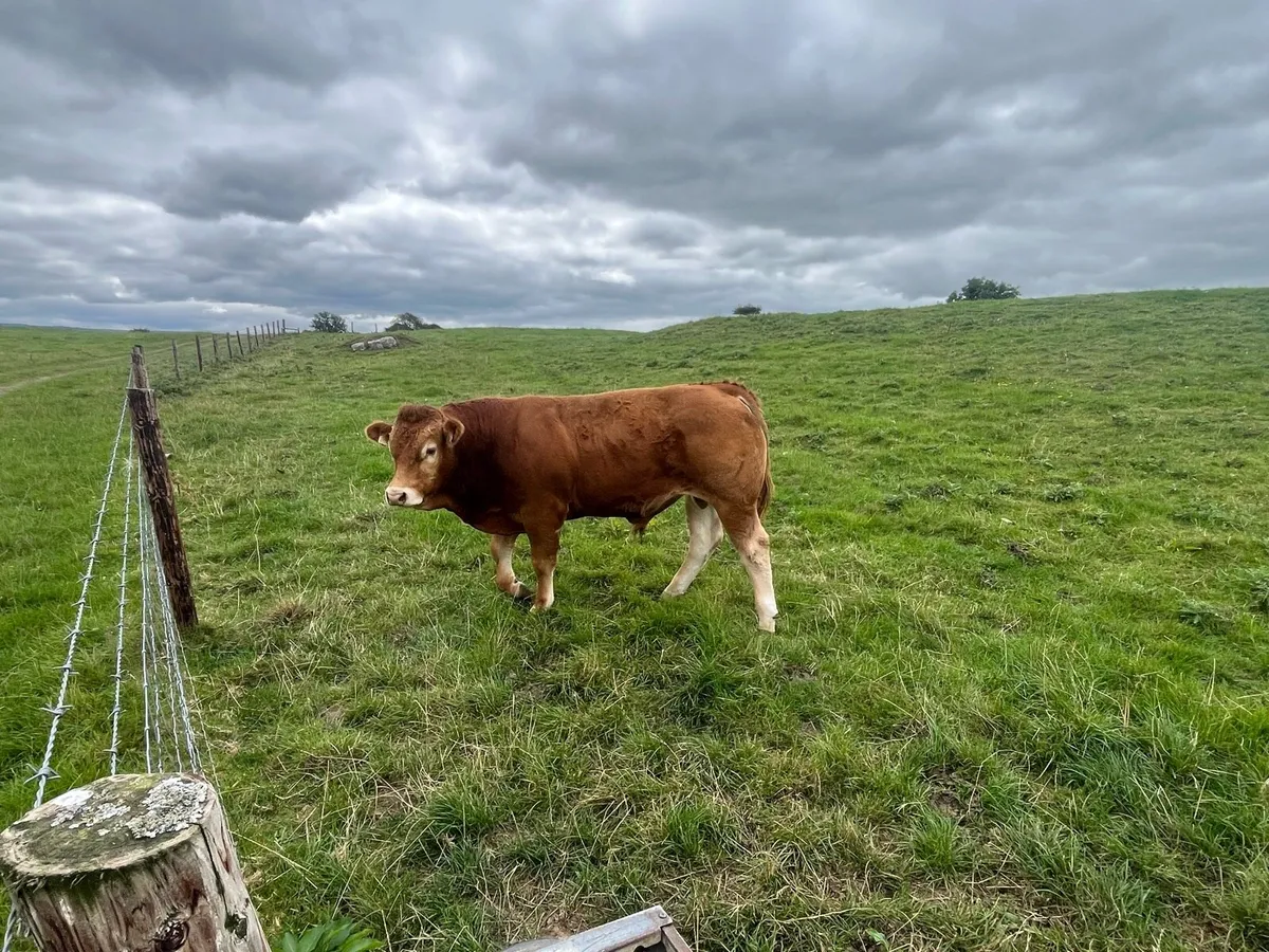 PBNR Limousin Bull - Image 4