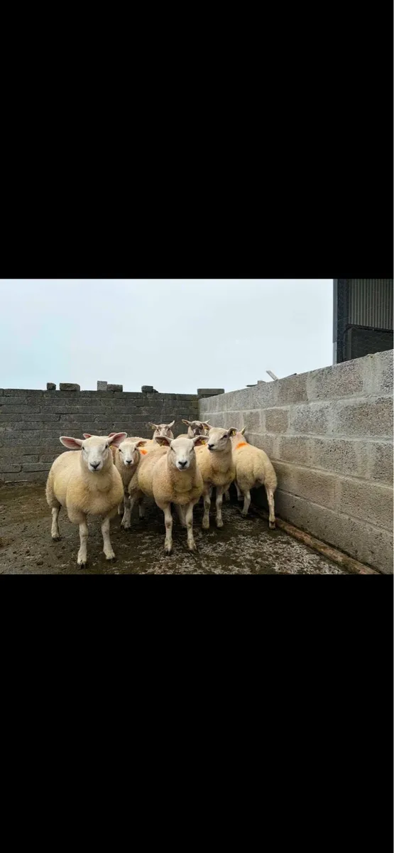 10 store lambs - Image 1
