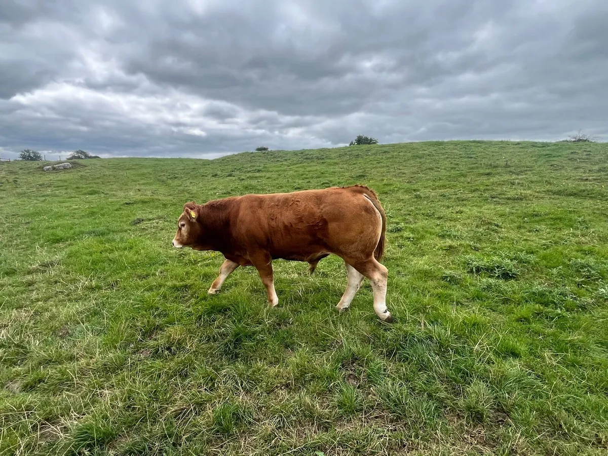 PBNR Limousin Bull - Image 2