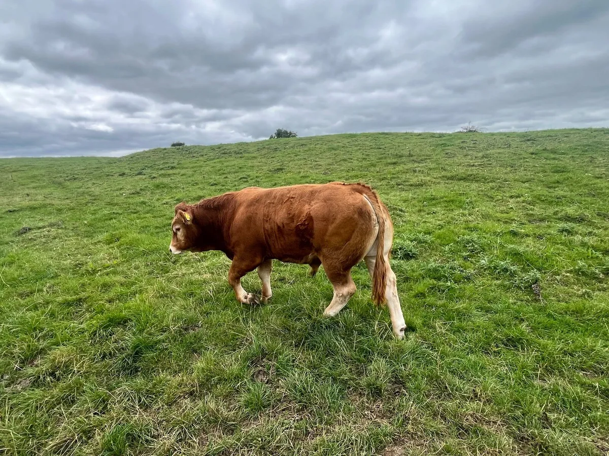 PBNR Limousin Bull - Image 3