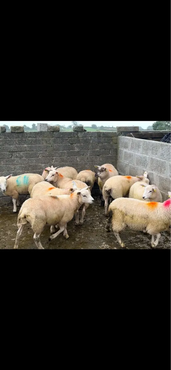 10 store lambs - Image 2