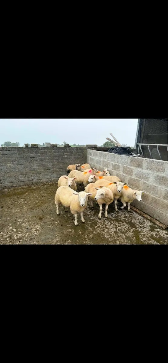 10 store lambs - Image 3