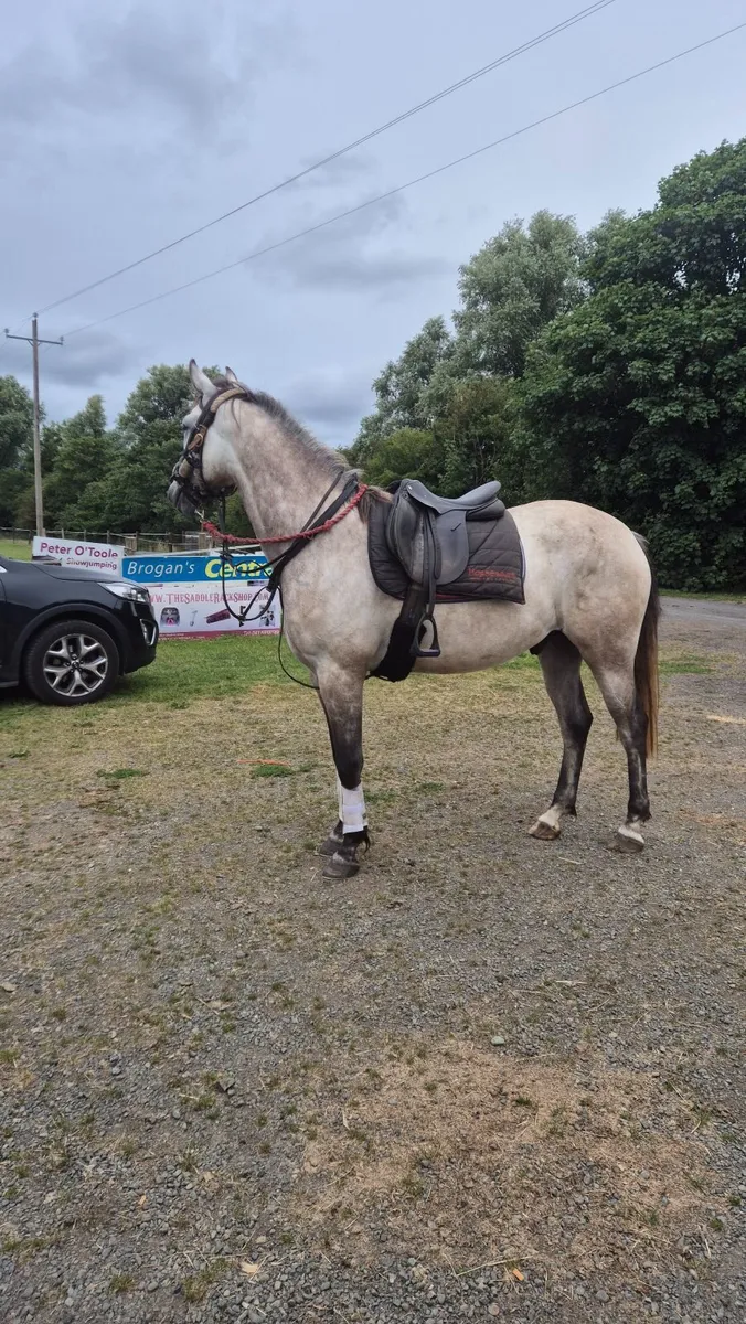 Connara cross 4 year old gelding - Image 4