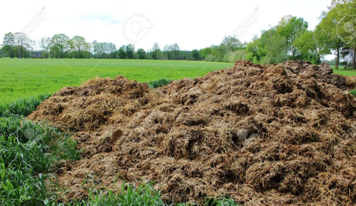 Fermented Cattle Dung