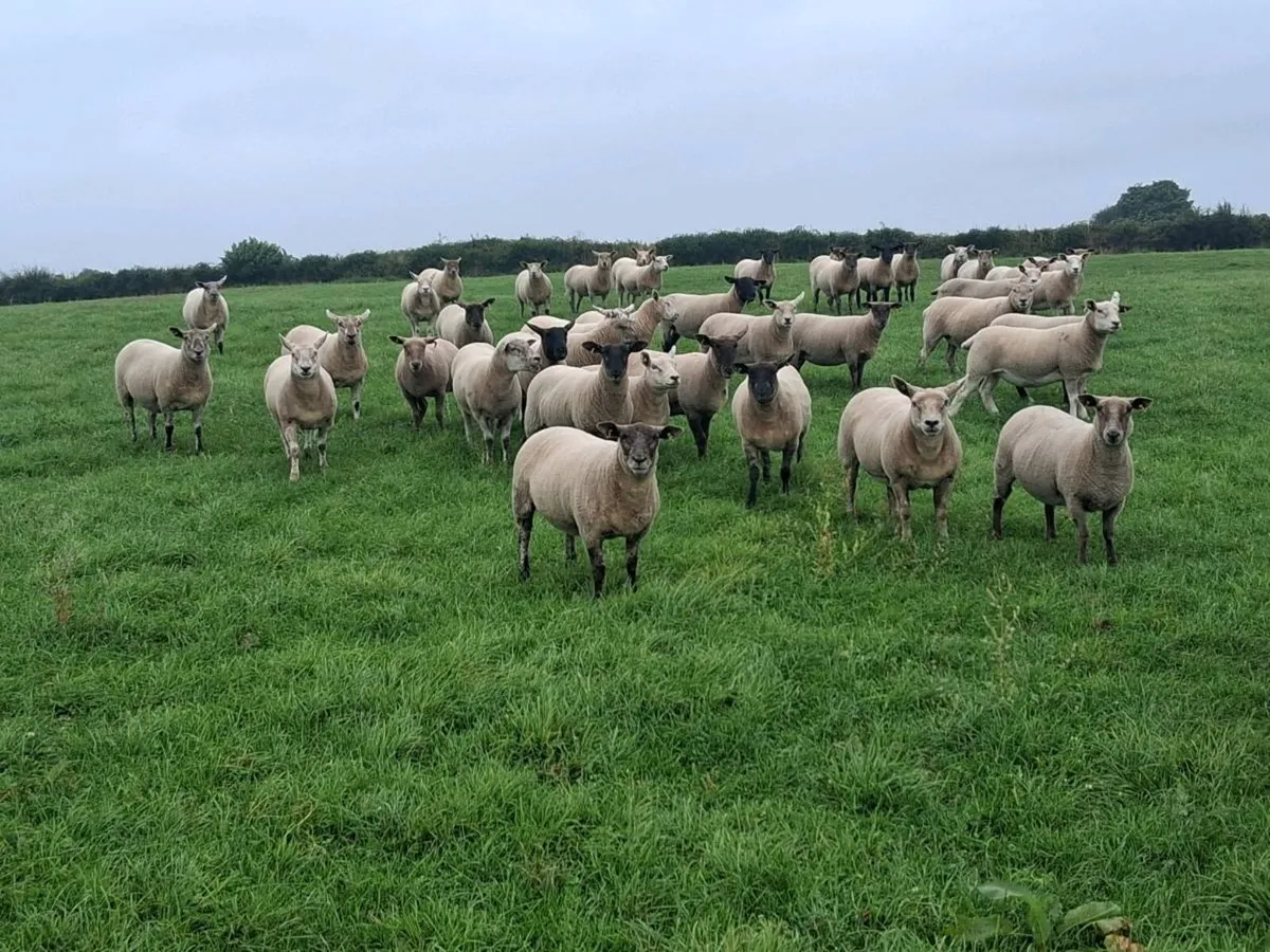46 outstanding quality stylish ewe hoggetts . - Image 1