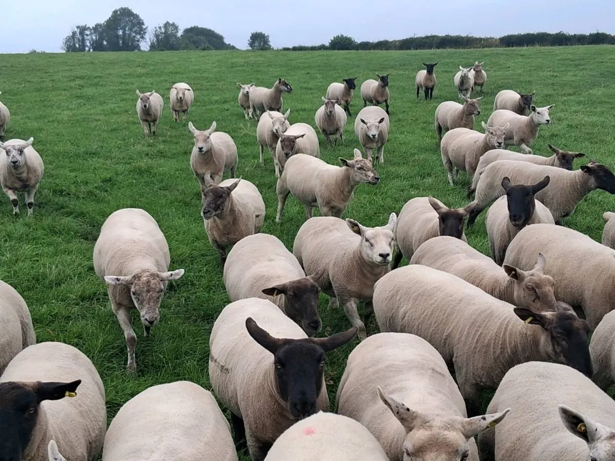 46 outstanding quality stylish ewe hoggetts . - Image 2