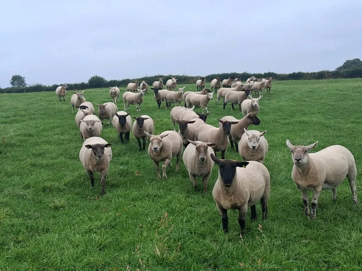 46 outstanding quality stylish ewe hoggetts . - Image 3
