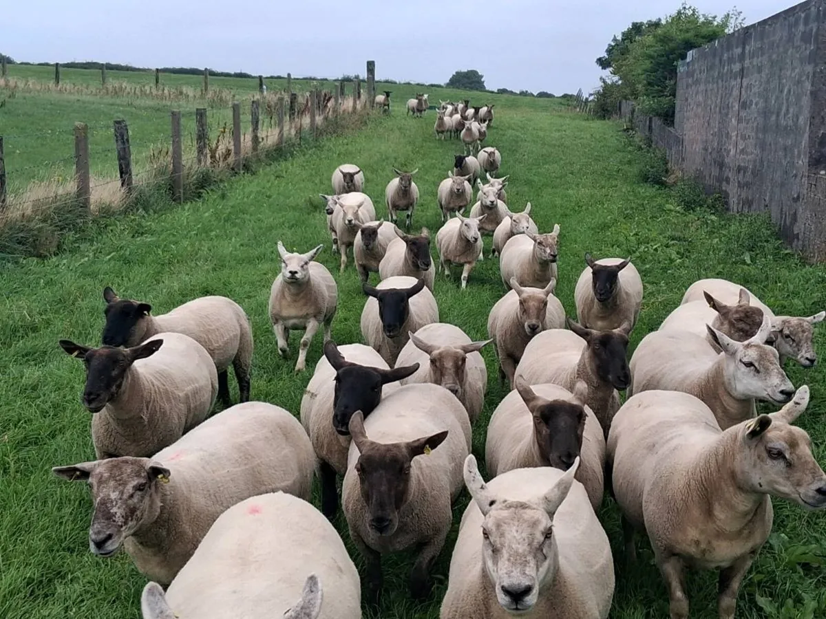 46 outstanding quality stylish ewe hoggetts . - Image 4